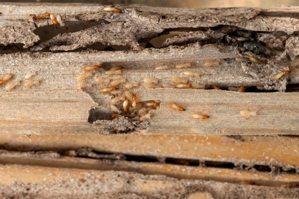 Best Wildlife Control Services  in , SC